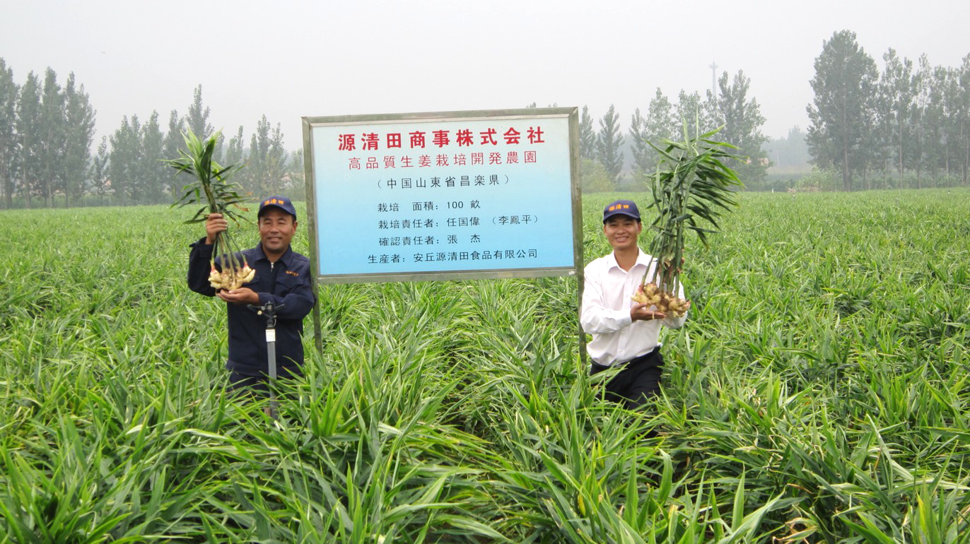 水質検査・土壌改良にも取り組み土づくりから手掛けた中国の生姜畑